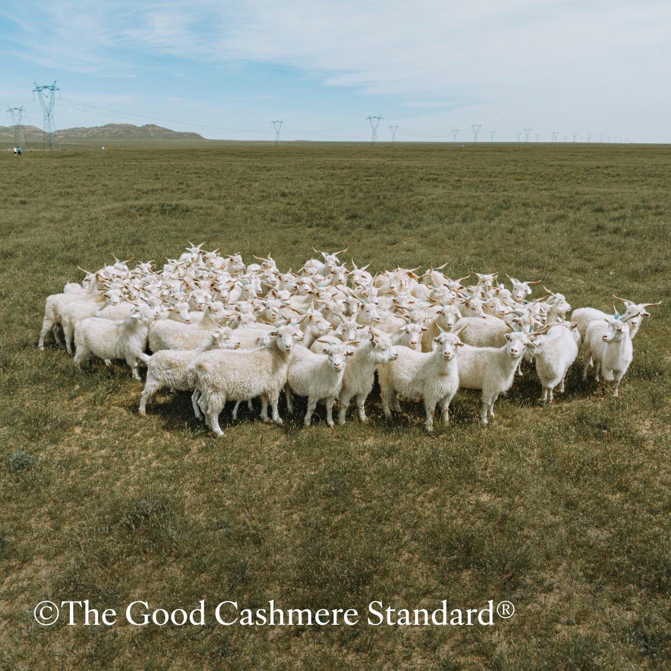 good cashmere standard